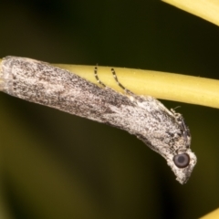 Nephopterix melanostyla (A Pyralid or Snout Moth) at Melba, ACT - 9 Oct 2021 by kasiaaus