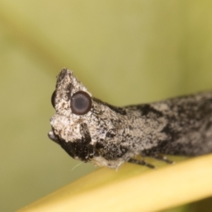 Nephopterix melanostyla at Melba, ACT - 9 Oct 2021 07:42 PM