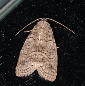 Calathusa sp nr dispila at Melba, ACT - 9 Oct 2021