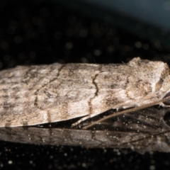 Calathusa sp nr dispila at Melba, ACT - 9 Oct 2021