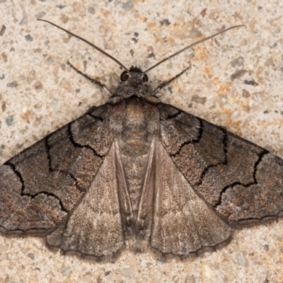 Dysbatus undescribed species (A Line-moth) at Melba, ACT - 9 Oct 2021 by kasiaaus