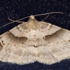 Syneora hemeropa (Ring-tipped Bark Moth) at Melba, ACT - 9 Oct 2021 by kasiaaus