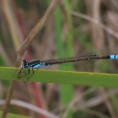 Ischnura heterosticta (Common Bluetail Damselfly) at Monash Grassland - 3 Nov 2021 by AndyRoo