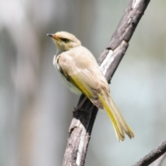 Ptilotula fusca at Booth, ACT - 29 Nov 2021