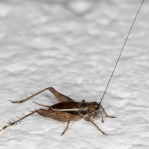 Trigonidium (Balamara) albovittatum at Melba, ACT - 9 Oct 2021 10:31 PM