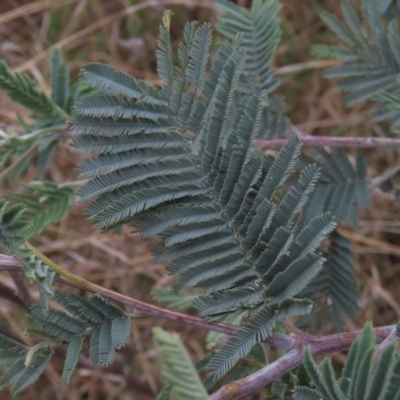 Acacia dealbata subsp. dealbata (Silver Wattle) at Monash, ACT - 3 Nov 2021 by AndyRoo