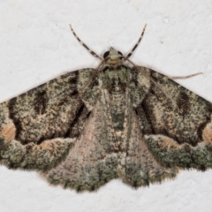 Aeolochroma metarhodata (Tea-tree Emerald (Geometrinae)) at Melba, ACT - 9 Oct 2021 by kasiaaus