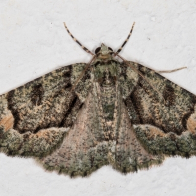 Aeolochroma metarhodata (Tea-tree Emerald (Geometrinae)) at Melba, ACT - 9 Oct 2021 by kasiaaus