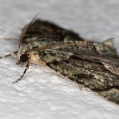 Aeolochroma metarhodata at Melba, ACT - 9 Oct 2021 11:45 PM