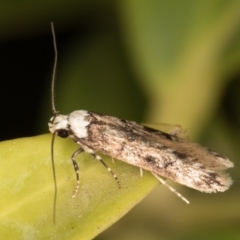 Endrosis sarcitrella (White-shouldered House Moth) at Melba, ACT - 9 Oct 2021 by kasiaaus