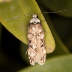 Endrosis sarcitrella at Melba, ACT - 9 Oct 2021