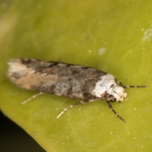 Endrosis sarcitrella at Melba, ACT - 9 Oct 2021