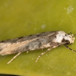 Endrosis sarcitrella at Melba, ACT - 9 Oct 2021