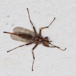 Osa commoni at Melba, ACT - 9 Oct 2021 11:53 PM