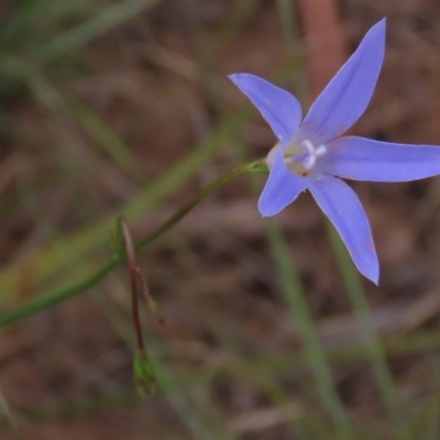 Wahlenbergia capillaris (Tufted Bluebell) at Monash, ACT - 3 Nov 2021 by AndyRoo