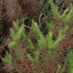 Melichrus urceolatus (Urn Heath) at Tuggeranong Creek to Monash Grassland - 3 Nov 2021 by AndyRoo