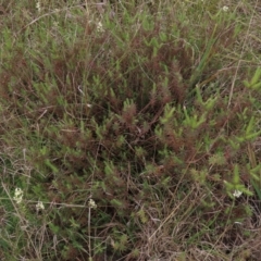 Melichrus urceolatus at Monash, ACT - 3 Nov 2021