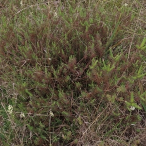 Melichrus urceolatus at Monash, ACT - 3 Nov 2021 05:06 PM