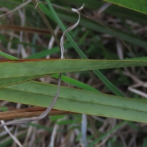 Dianella revoluta var. revoluta at Monash, ACT - 3 Nov 2021