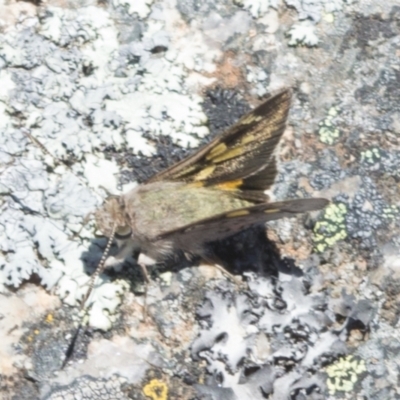 Trapezites phigalioides (Montane Ochre) at Rendezvous Creek, ACT - 9 Dec 2021 by BrianH