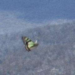 Graphium macleayanum at Rendezvous Creek, ACT - 4 Dec 2021