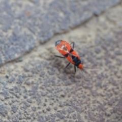 Melanerythrus mactans (A seed bug) at Wamboin, NSW - 26 Dec 2020 by natureguy