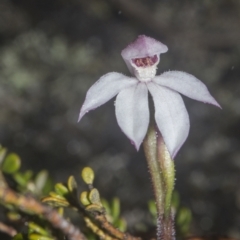 Caladenia alpina (Mountain Caps) at Rendezvous Creek, ACT - 4 Dec 2021 by BrianH