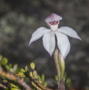 Caladenia alpina at Rendezvous Creek, ACT - suppressed