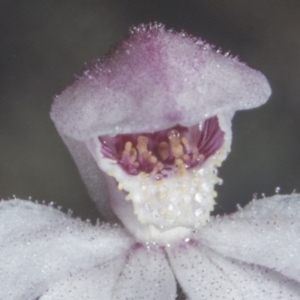 Caladenia alpina at Rendezvous Creek, ACT - suppressed