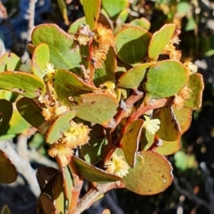 Acacia alpina at Mount Clear, ACT - 30 Nov 2021