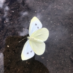 Pieris rapae (Cabbage White) at Yaouk, NSW - 4 Dec 2021 by BrianH