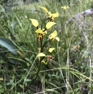 Diuris sulphurea at Rendezvous Creek, ACT - suppressed