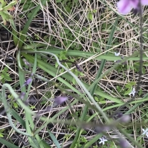 Arthropodium milleflorum at Rendezvous Creek, ACT - 5 Dec 2021 03:53 PM