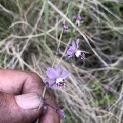 Arthropodium milleflorum at Rendezvous Creek, ACT - 5 Dec 2021 03:53 PM