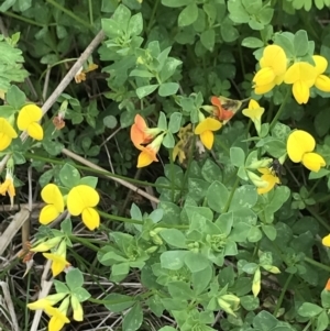 Lotus corniculatus at Rendezvous Creek, ACT - 5 Dec 2021