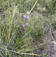 Thelymitra sp. (A Sun Orchid) at Rendezvous Creek, ACT - 5 Dec 2021 by BrianH