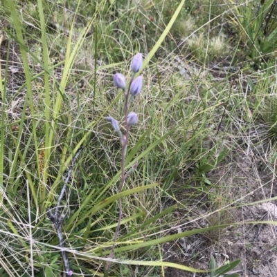 Thelymitra sp. (A Sun Orchid) at Rendezvous Creek, ACT - 5 Dec 2021 by BrianH