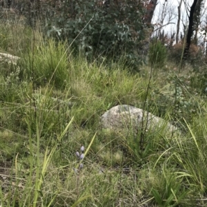 Thelymitra sp. at Rendezvous Creek, ACT - suppressed