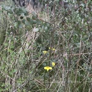 Diuris monticola at Rendezvous Creek, ACT - suppressed