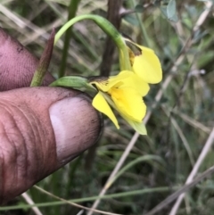 Diuris monticola at Rendezvous Creek, ACT - 5 Dec 2021