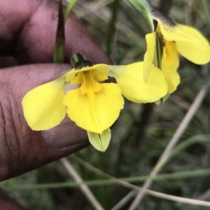 Diuris monticola at Rendezvous Creek, ACT - suppressed