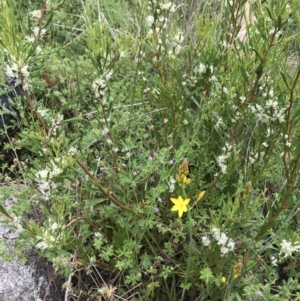 Hakea microcarpa at Rendezvous Creek, ACT - 5 Dec 2021