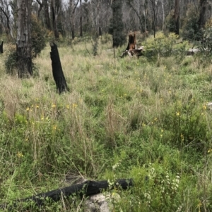 Bulbine sp. at Rendezvous Creek, ACT - 5 Dec 2021