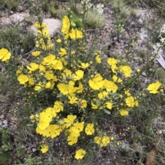 Hibbertia obtusifolia (Grey Guinea-flower) at Rendezvous Creek, ACT - 5 Dec 2021 by BrianH