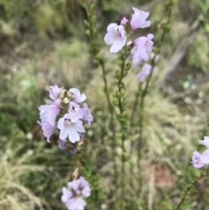 Euphrasia collina at Rendezvous Creek, ACT - 5 Dec 2021 04:27 PM