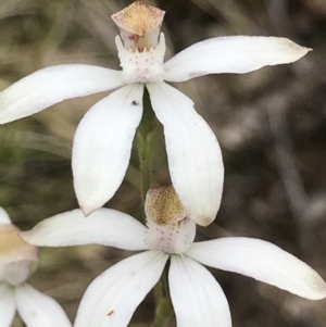 Caladenia moschata at Rendezvous Creek, ACT - suppressed