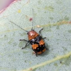 Aporocera (Aporocera) jocosa (Leaf beetle) at Yaouk, NSW - 5 Dec 2021 by AlisonMilton