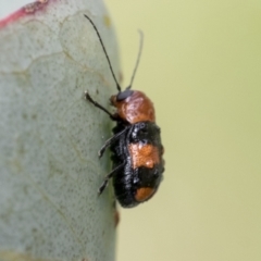 Aporocera (Aporocera) jocosa at Yaouk, NSW - 5 Dec 2021