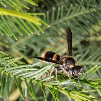 Stenodyneriellus sp. (genus) (A potter wasp) at Acton, ACT - 8 Dec 2021 by Roger