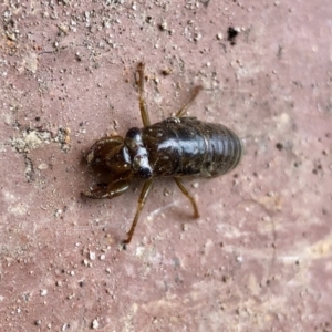 Cicadidae (family) at Aranda, ACT - 8 Dec 2021